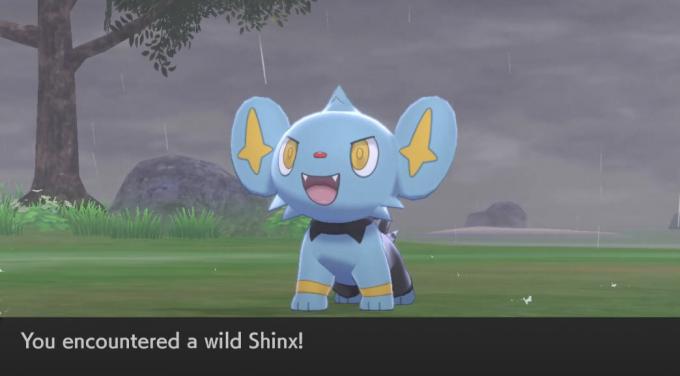 Shinx di Pedang Pokemon