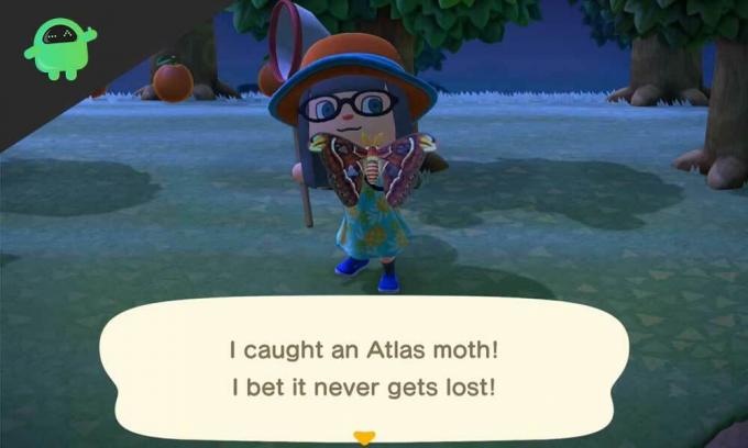 Hur man fångar Atlas Moth i Animal Crossing New Horizons