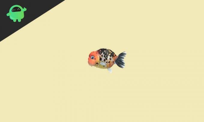 Hvordan få en Ranchu Goldfish på Animal Crossing New Horizons